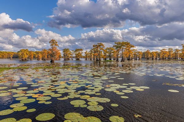 Jones, Adam 아티스트의 Bald cypress trees in autumn and lily-ads Caddo Lake-Uncertain-Texas작품입니다.